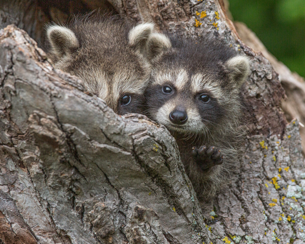 Two Cute Baby Raccoons peering out of their nest | Nicki Geigert