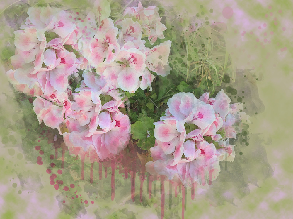 Pelargoniums/Geraniums Art | Art from the Soul