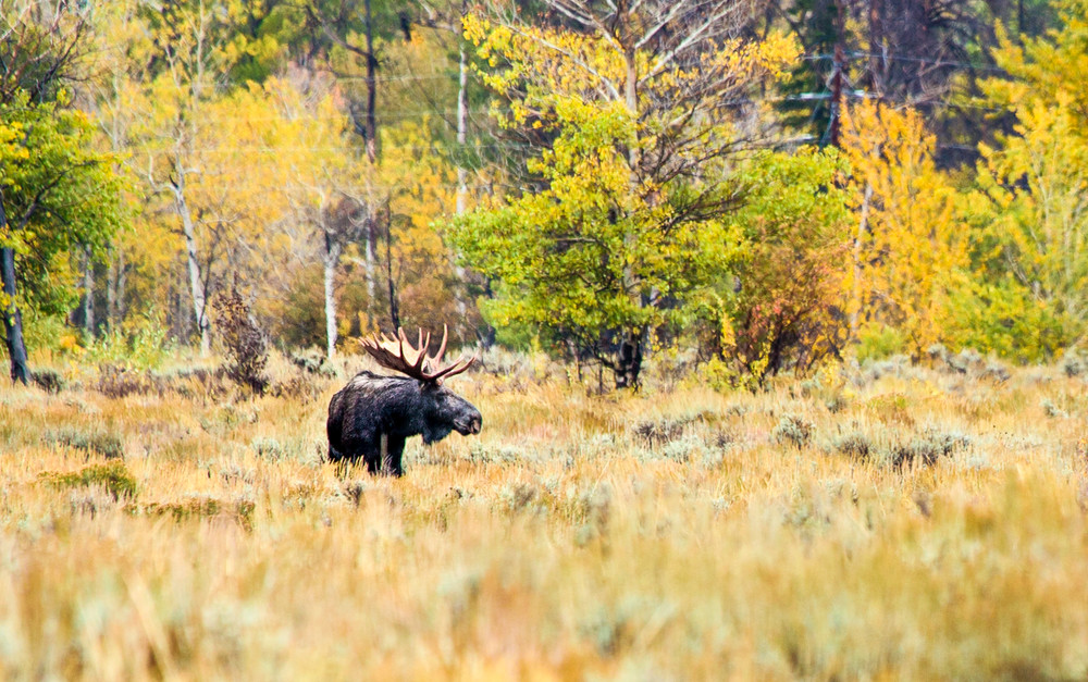 Fall Moose