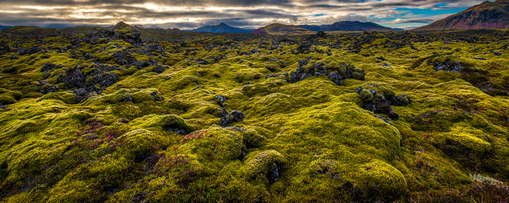 Icelandic Green Moss Photography Art | Rick Vyrostko Photography