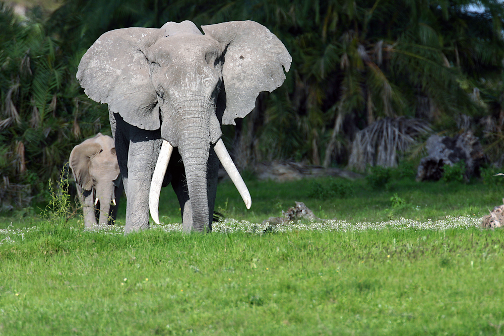 Elephant Vladmir and Baby in Amboseli, Kenya