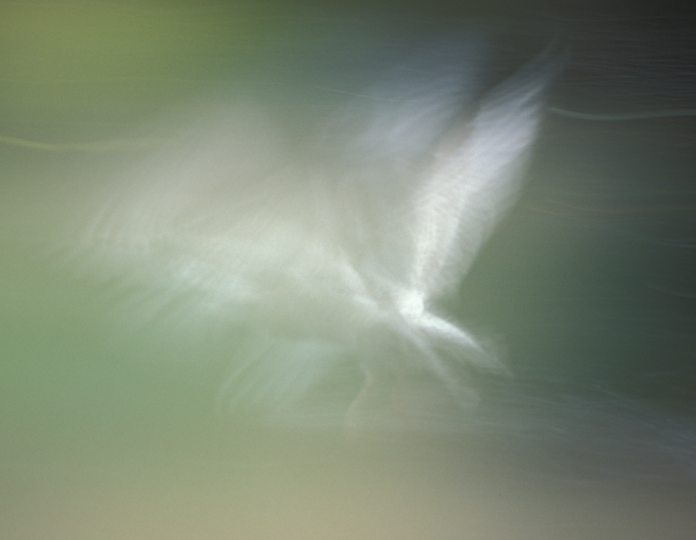seagul flight blur dark green background