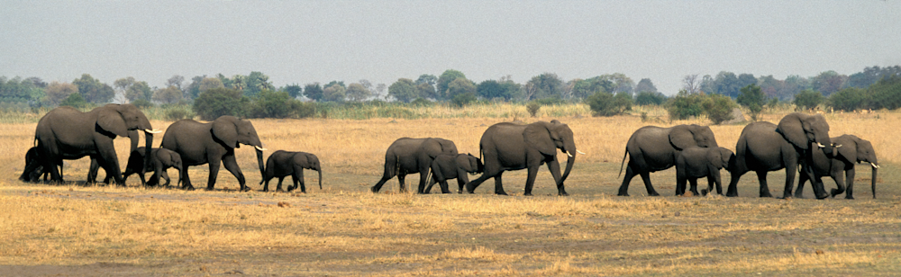A trail of elephants Africa plains Kenya landscape