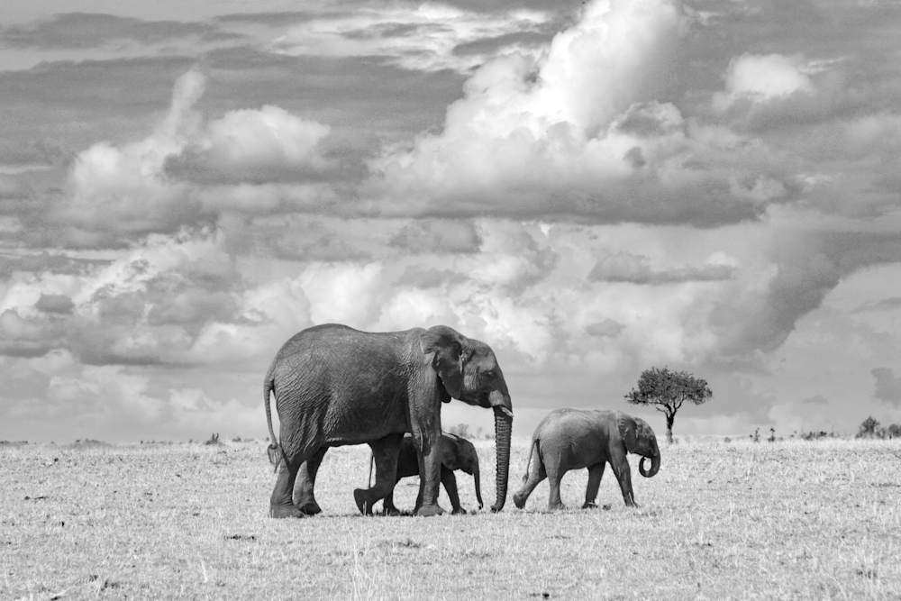 Elephant Trio in Kenya Tanzania