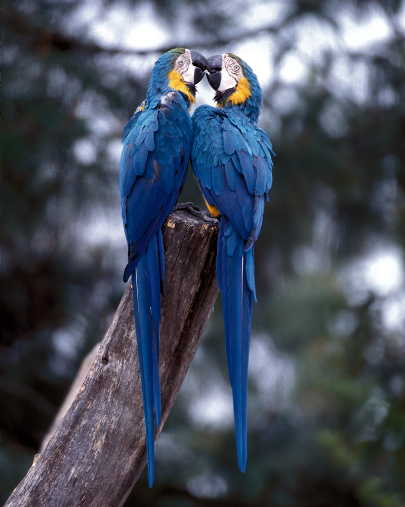 Blue macaws Oakland zoo pair kissing