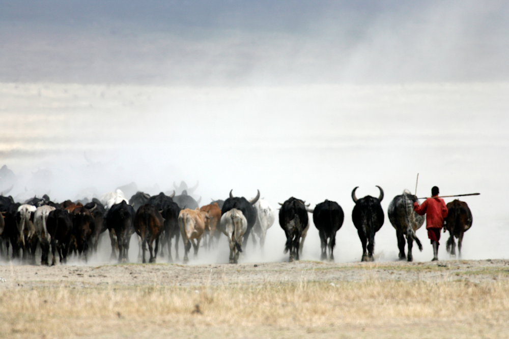 Maasai Boy Herding Cattle Ngorongoro Crater