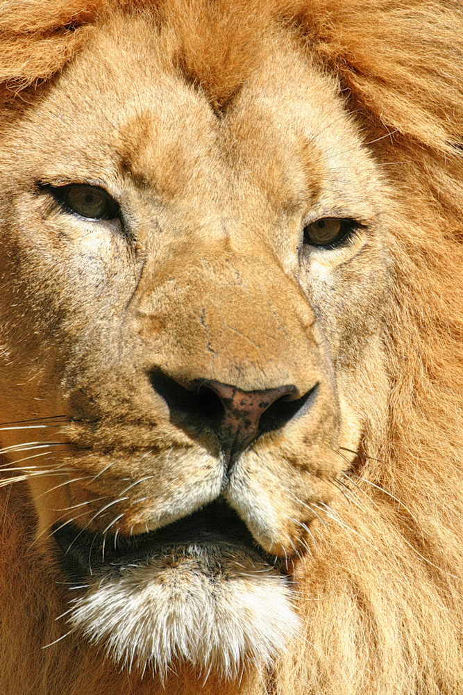 lion face closeup portrait Oakland zoo San Francisco zoo