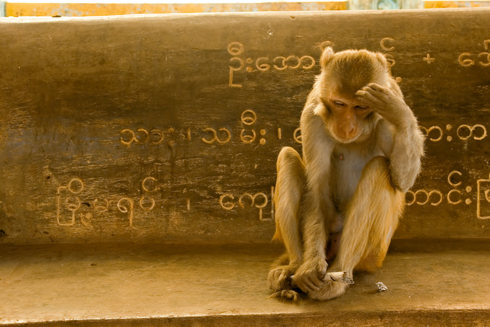 Mp Popa ruminating monkey  macaque langur on a bench with sanskrit Burma Myanmar