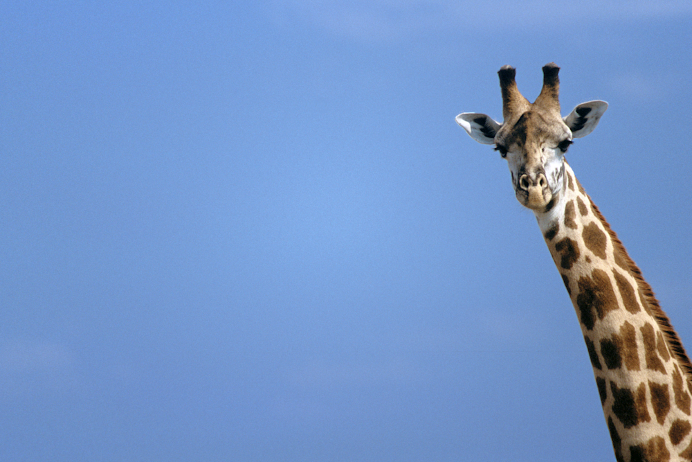 Giraffe peering blue sky