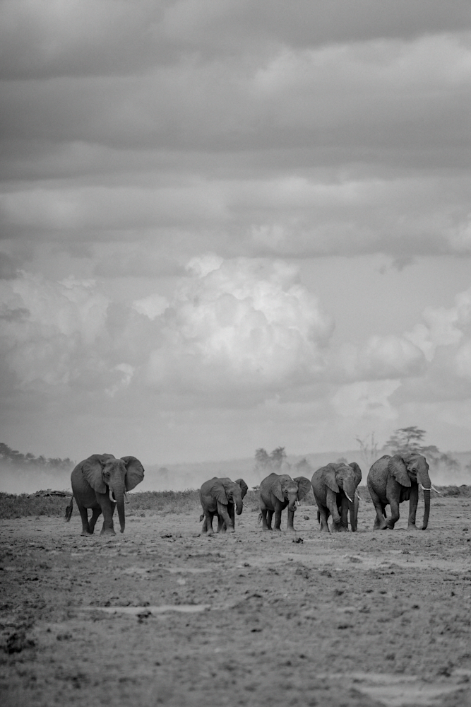 Elephant Serengeti cumulus cloud black & white landscape