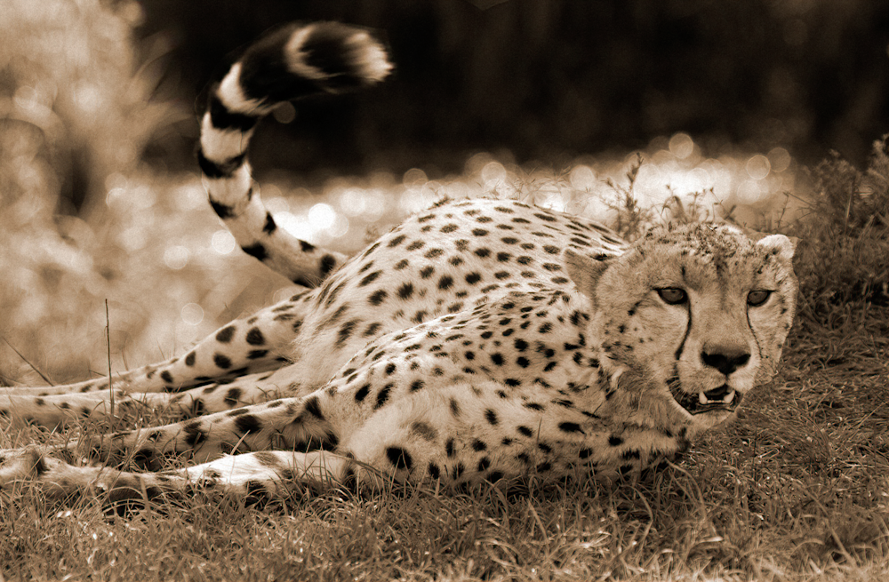 cheetah sepia lying down tail