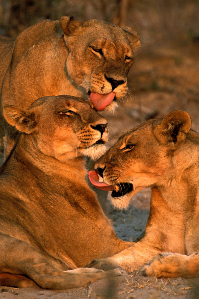Lionesses, Sisters, Pride, Sunrise