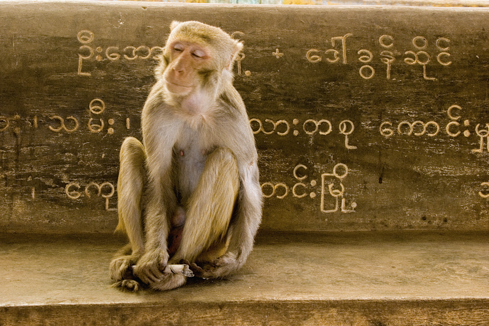 Rhesus macaque monkeys on Mt. Popa in Mandalay, Burma, Myanmar