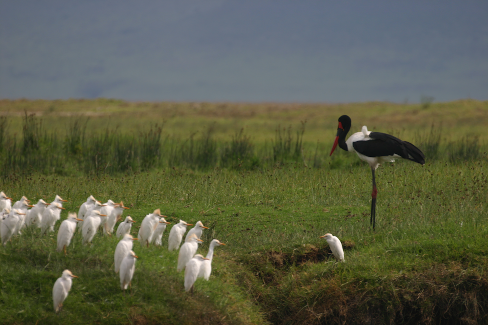Red-billed stork and cattle egret as a Congregation
