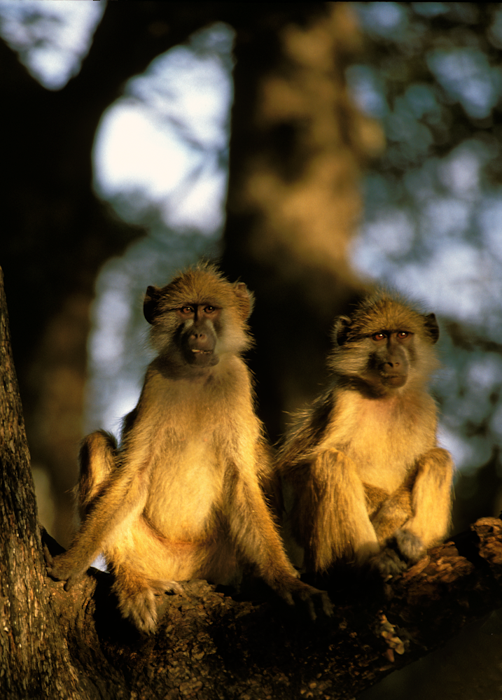 Vervet Monkeys at Sunset on a Tree Limb