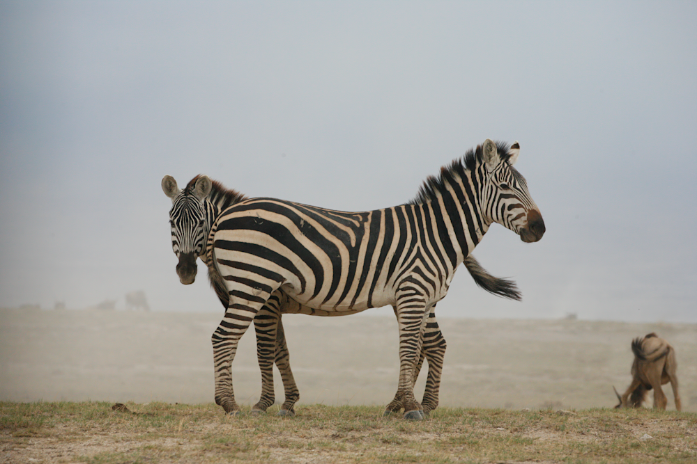 Zebra pair, bond, tail switch, dust, mood