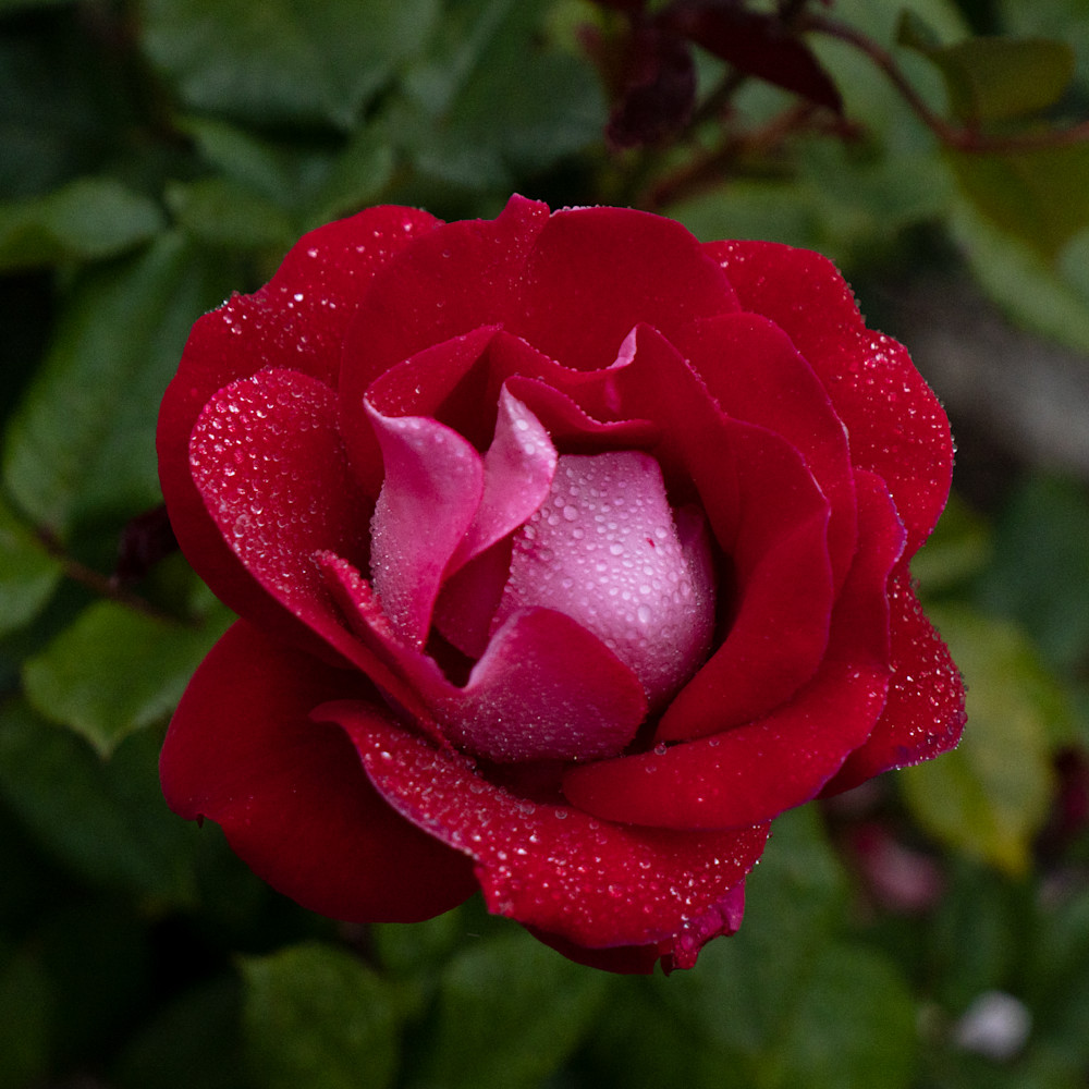 Dew On Dark Red Rose Photography Art | FocusPro Services, Inc.