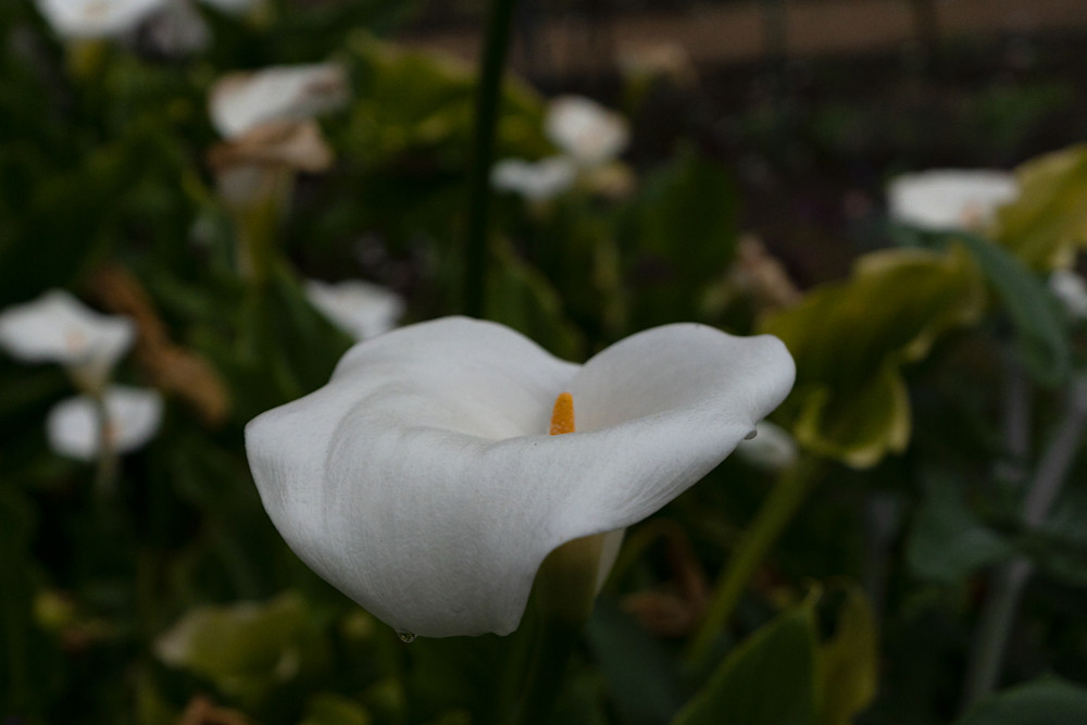 Calla Lilies Photography Art | FocusPro Services, Inc.