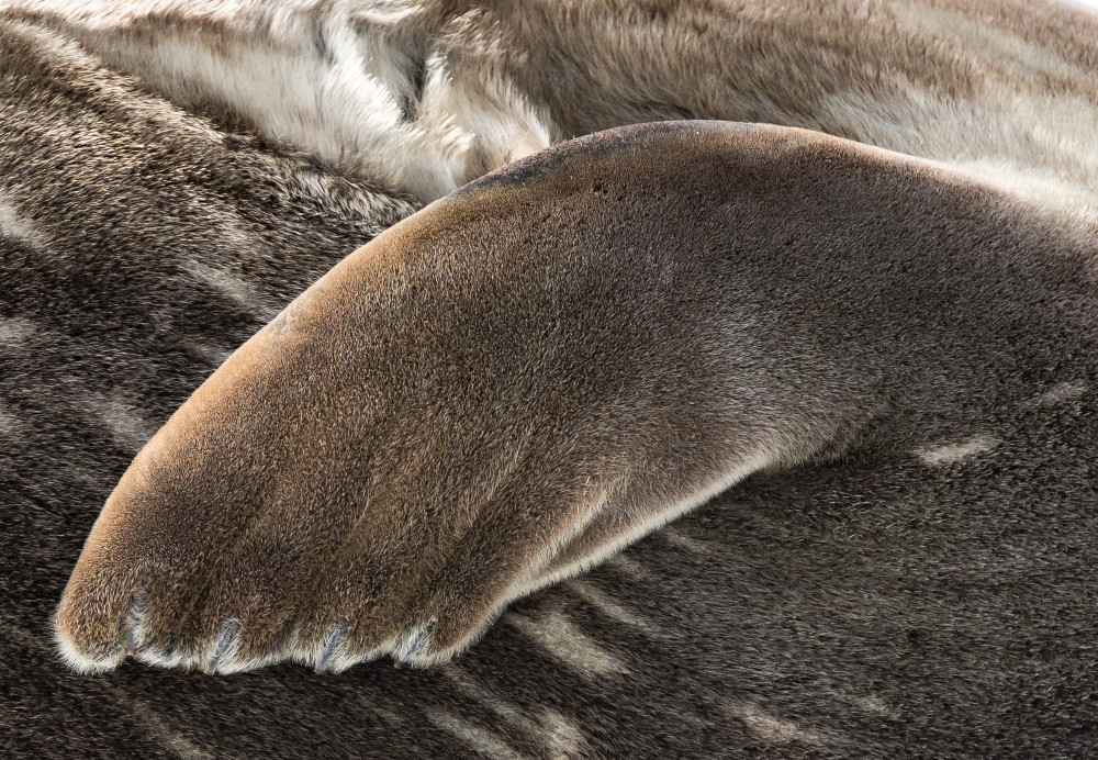 Antarctic Fur Seal Paw Photography Art | Rick Vyrostko Photography