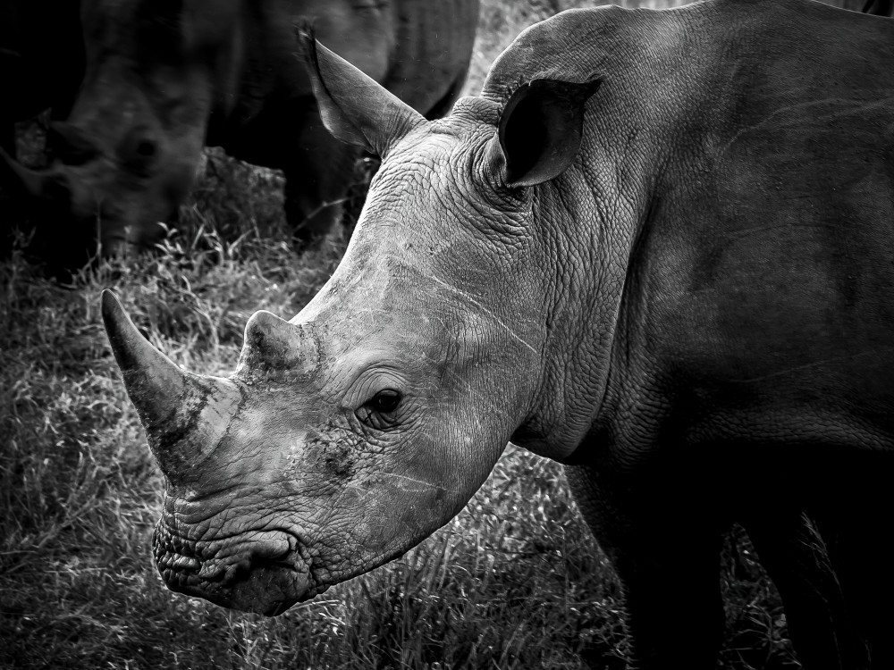 Magnificent Rhino Photography Art | Rick Vyrostko Photography