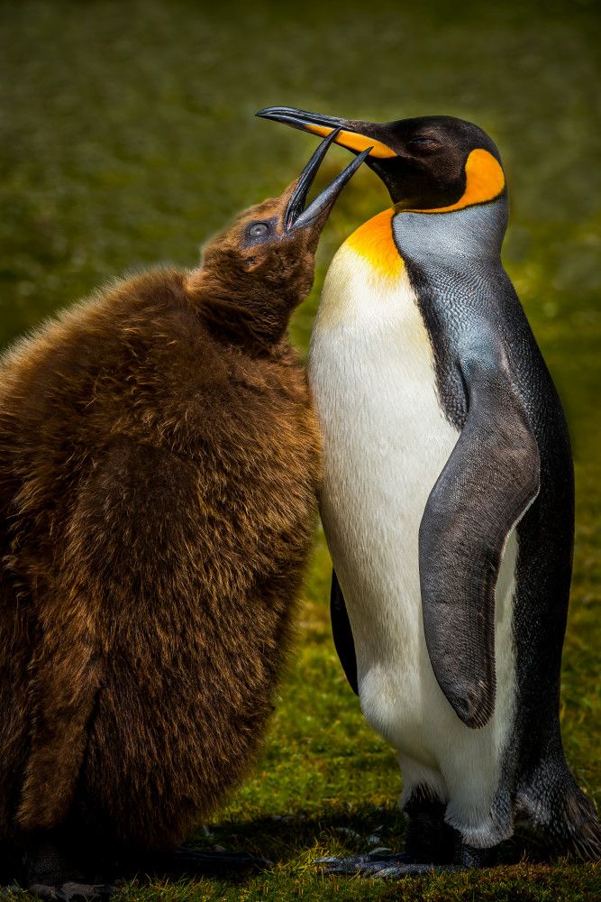 King Penguin Mother & Chick  Photography Art | Rick Vyrostko Photography