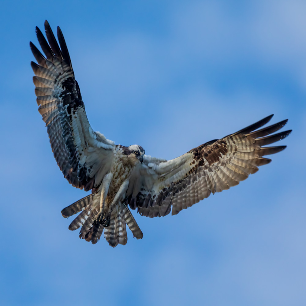 Female  Osprey Hovering Over MArsh