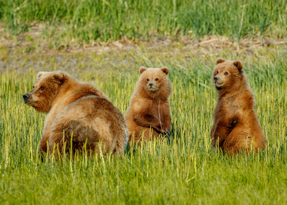 Brown bear sow and cubs in grass along the coast in Lake Clark National Park. Summer.  Western Alaska  Photo by Jeff Schultz/SchultzPhoto.com  (C) 2018     ALL RIGHTS RESERVED