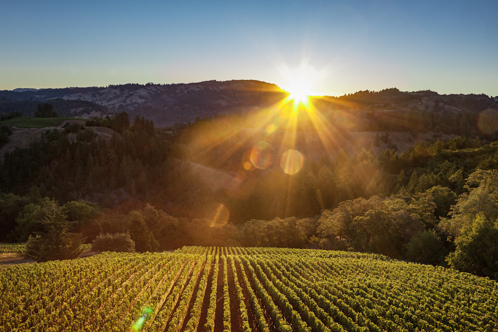 Sonoma vineyard sunset aerial photo