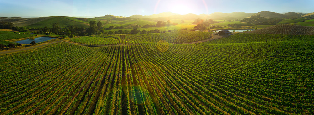 Carneros vineyard panoramic