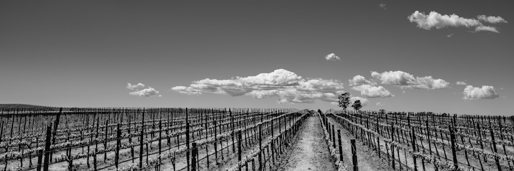 Carneros Vineyard panoramic