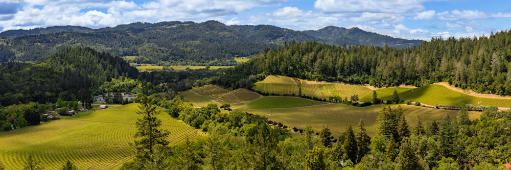 Saint Helena Vineyard panoramic