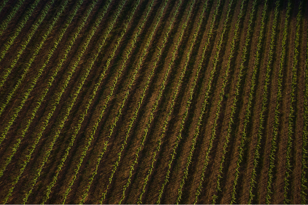 Aerial view of vineyard rows