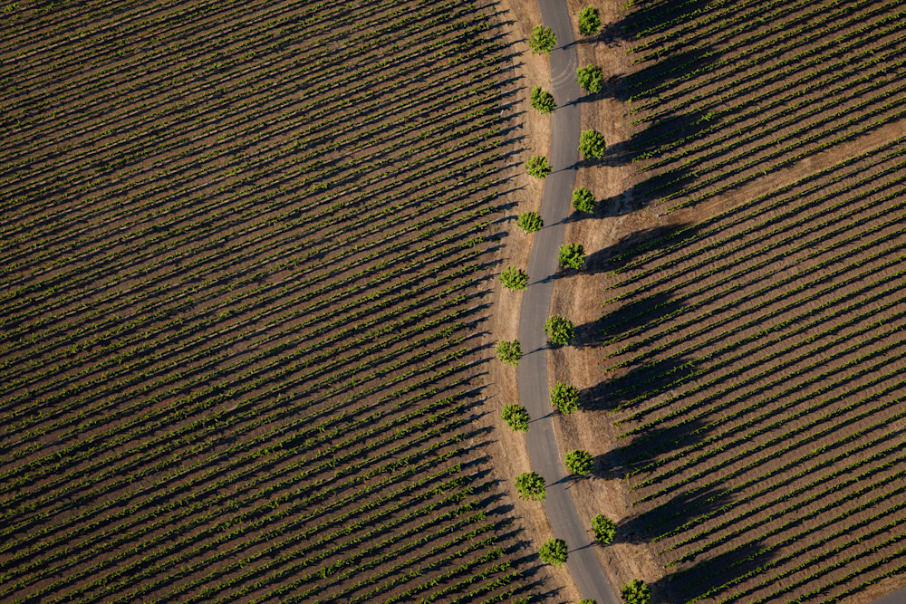 Aerial view of a vineyard and palm trees