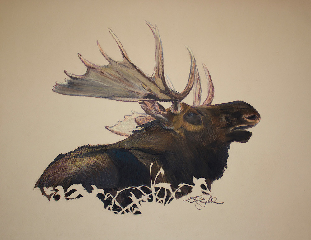 Idaho Bull Moose Art | Thom Shepherd Art