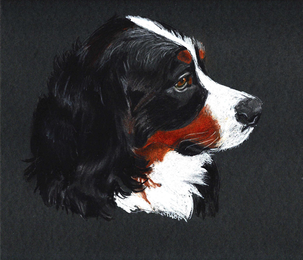 Bernese Mountain Dog  Art | Thom Shepherd Art