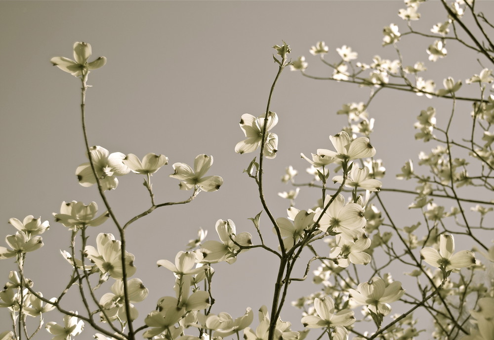 Spring Blossoms  Photography Art | Visual Arts & Media Group Corporation 