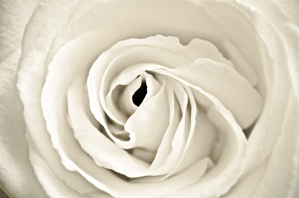 Cream Rose Photography Art | Visual Arts & Media Group Corporation 