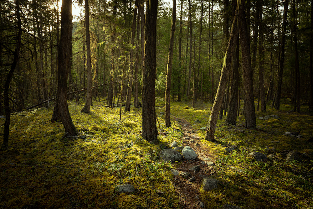 Walk In The Woods Photography Art | Tom Weager Photography