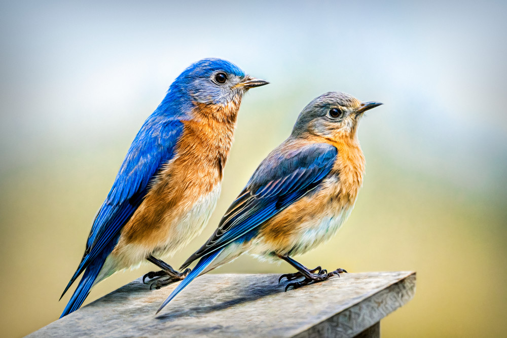 Nothing But Bluebirds All Day Long Art | Trevor Pottelberg Photography