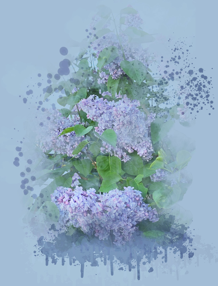 President Grivy Lilac In Peter's Garden Art | Art from the Soul