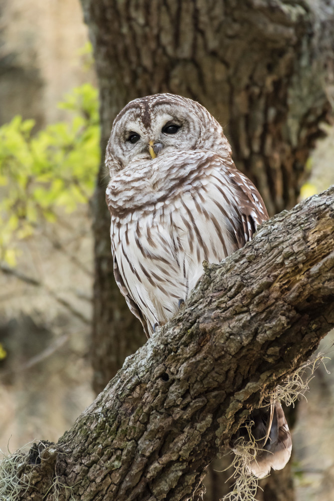 Barred Owl Isolation, Damon, Texas