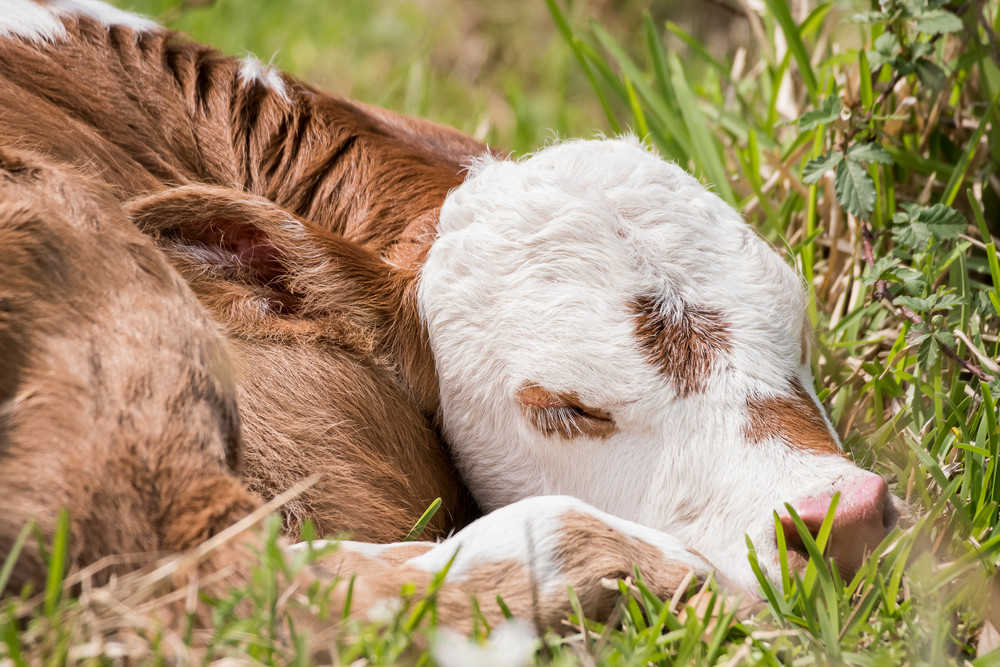 Brown & White Newborn Calf, Damon, Texas