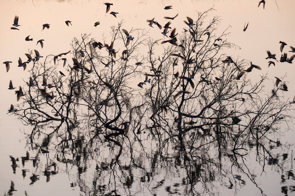 Tree Swallow Reflection Silhouettes in Flight, Damon, Texas