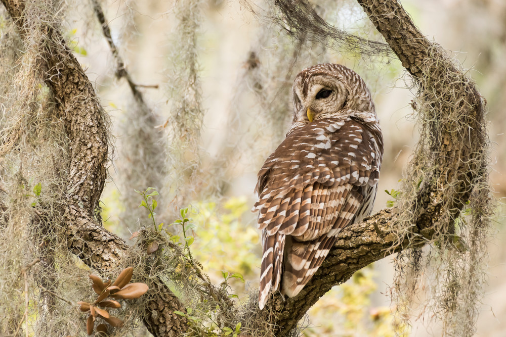 Barred Owl on Bended Branch, Damon, Texas