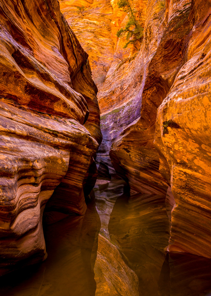 Zion Slot Canyon | Nature Photography | Thomas Watkins Fine Art Photography