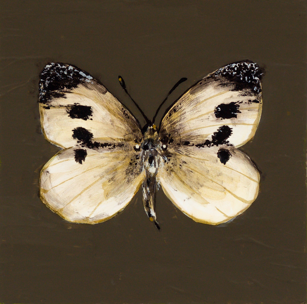Cabbage Butterfly Art | Jennifer Richter Art