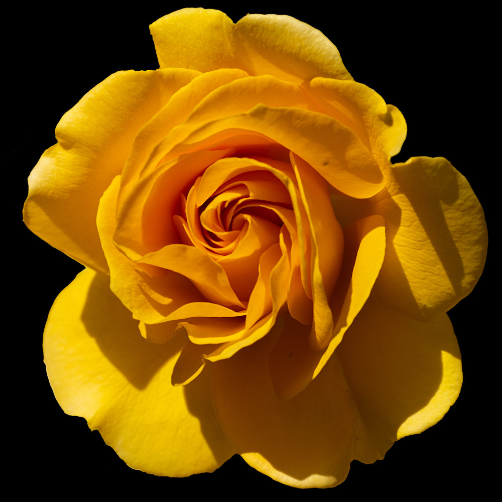 Yellow Rose 3 Photography Art | FocusPro Services, Inc.