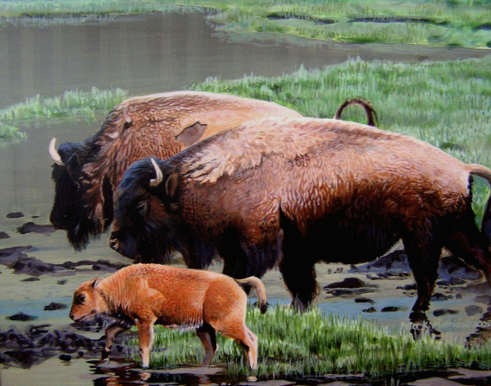 Peter Mathios - The Mud Hole - American Bison