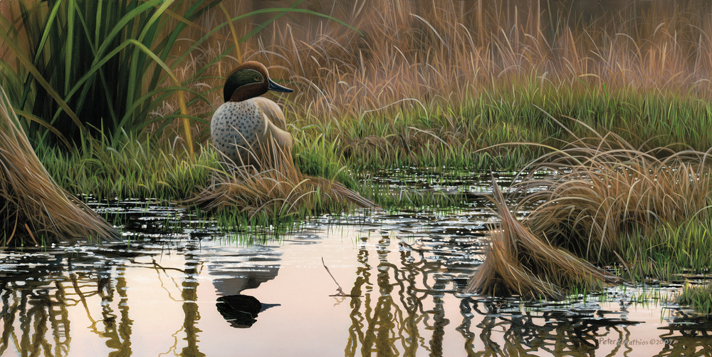 Peter Mathios - Green-winged Teal