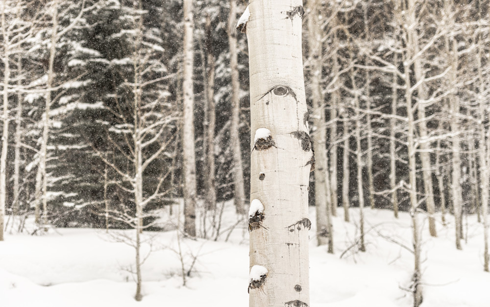 Falling Snow Photography Art | Visual Arts & Media Group Corporation 